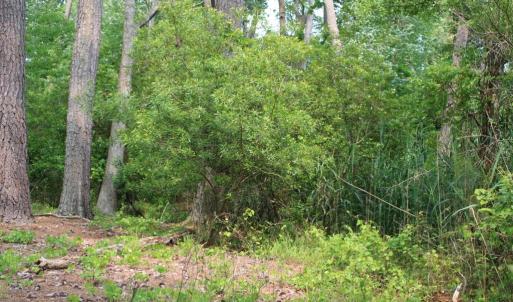 Photo #8 of 7300 OAK RIDGE PL, CHINCOTEAGUE, VA 130,680.0 acres