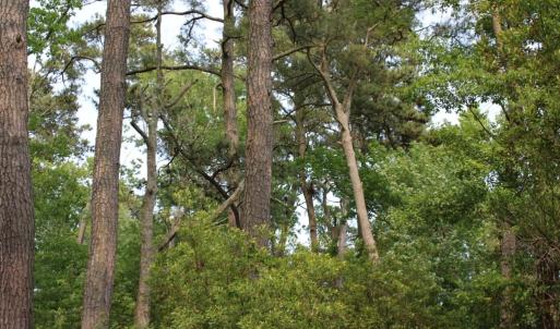 Photo #9 of 7300 OAK RIDGE PL, CHINCOTEAGUE, VA 130,680.0 acres