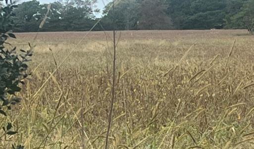 Photo #12 of - SEASIDE CIRCLE, PARKSLEY, VA 3.2 acres