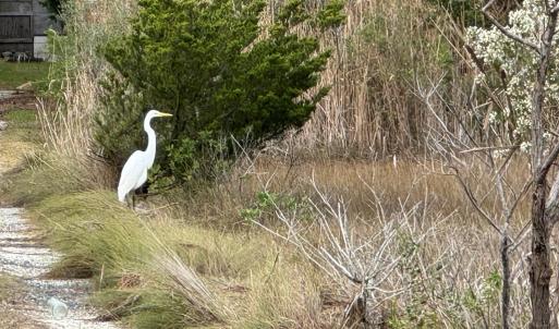 Photo #2 of Lot 76 MAIN ST, CHINCOTEAGUE, VA 0.5 acres