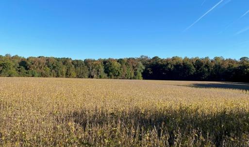 Photo #5 of GOSPEL TEMPLE RD, KELLER, VA 55.0 acres