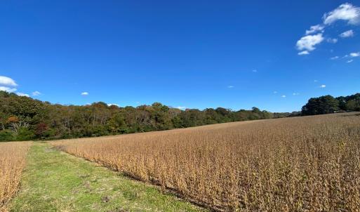 right of way view towards woods