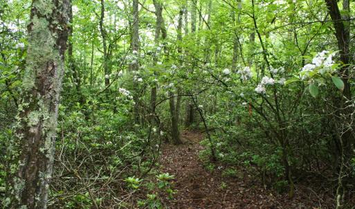 Photo #4 of Lot 90 SUMMIT DR, MONTEREY, VA 5.0 acres