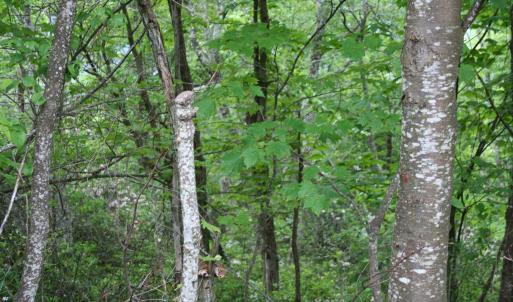 Photo #11 of Lot 90 SUMMIT DR, MONTEREY, VA 5.0 acres