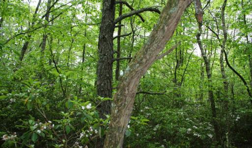 Photo #10 of Lot 90 SUMMIT DR, MONTEREY, VA 5.0 acres