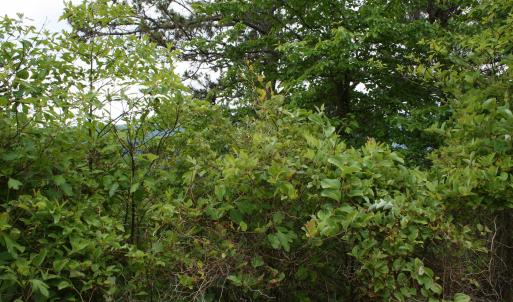 Photo #5 of Lot 90 SUMMIT DR, MONTEREY, VA 5.0 acres