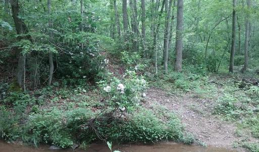 Photo #12 of 0 ROLLINS FORD ROAD, AMISSVILLE, VA 73.9 acres