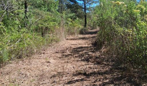 Photo #11 of 50 ac BELINDA RD, SANFORD, VA 50.0 acres