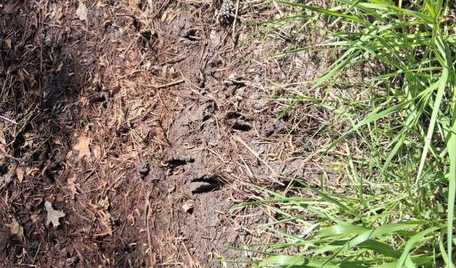 Photo #14 of 50 ac BELINDA RD, SANFORD, VA 50.0 acres