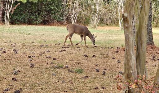 Photo #5 of LOT 283 NORTH HIBISCUS DR, CHINCOTEAGUE, VA 12.0 acres