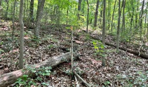 Photo #5 of 2016 VAUGHN SUMMIT RD, LURAY, VA 7.7 acres