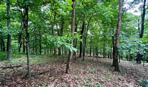 Photo #15 of TROXEL GAP RD, MIDDLEBROOK, VA 135.5 acres