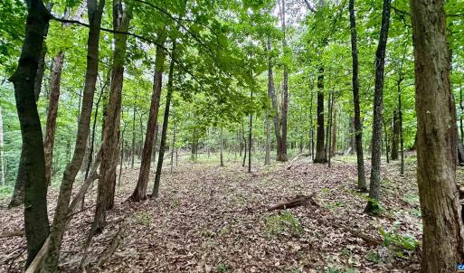 Photo #19 of TROXEL GAP RD, MIDDLEBROOK, VA 135.5 acres