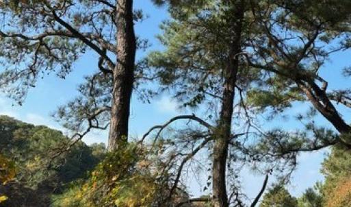 Photo #9 of Lot 8 HARBOUR LN, CAPE CHARLES, VA 2.1 acres