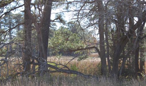 Photo #18 of lot 3 ,4 MINK FARM RD, ONANCOCK, VA 12.0 acres
