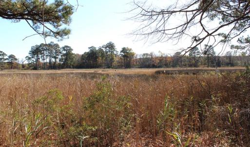 view of marshland