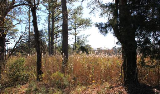 Photo #11 of lot 3 ,4 MINK FARM RD, ONANCOCK, VA 12.0 acres