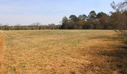 view from tree line to road