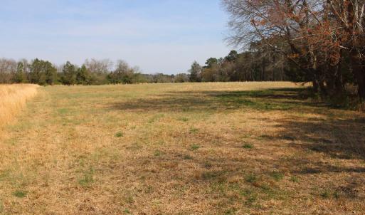 view from marsh towards treeline