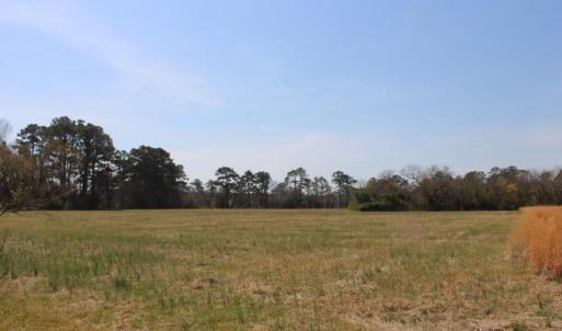 view from road towards tree line