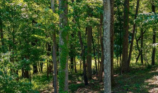 Photo #16 of LOT H-8 HIGHTOP DR, NORTH GARDEN, VA 24.1 acres