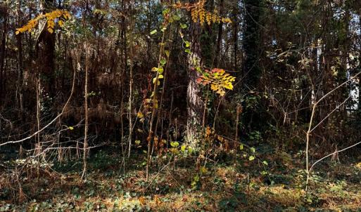 Photo #3 of Lot 19 FOLLY CREEK CLUB LN, ACCOMAC, VA 0.5 acres
