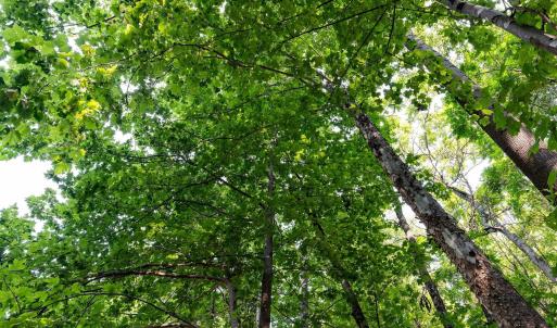 Photo #44 of 2476 ENNIS MOUNTAIN RD, AFTON, VA 114.8 acres
