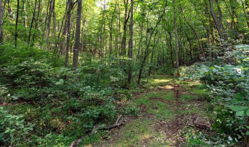 Photo #43 of 2476 ENNIS MOUNTAIN RD, AFTON, VA 114.8 acres