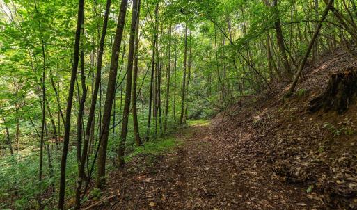 Photo #49 of 2476 ENNIS MOUNTAIN RD, AFTON, VA 114.8 acres