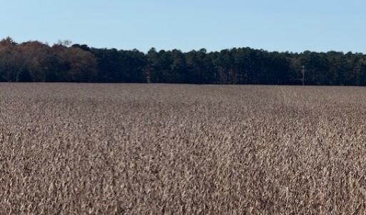 Photo #20 of FOLLY CREEK RD, ACCOMAC, VA 93.0 acres