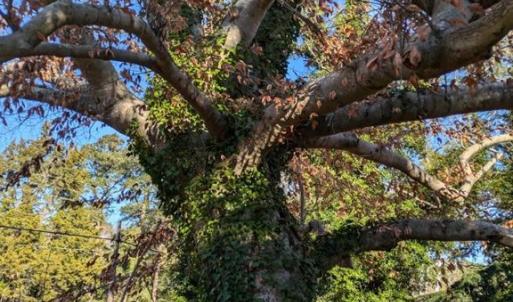 Fabulous Mature Trees