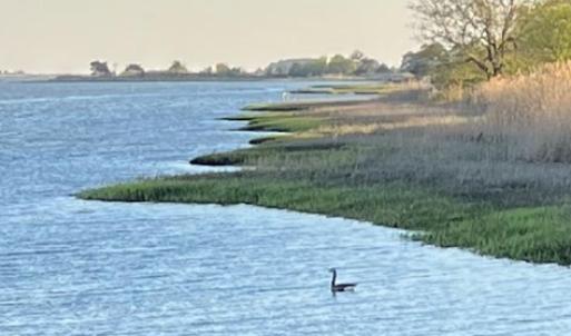 View down coast from dock