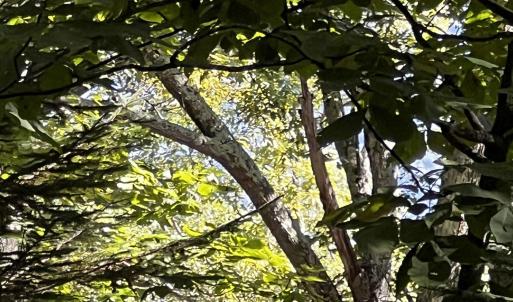 Photo #5 of TBD SHAMOKIN SPRINGS TRL, WINTERGREEN RESORT, VA 0.4 acres