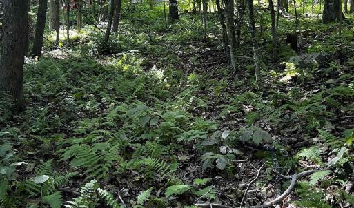 Photo #9 of TBD SHAMOKIN SPRINGS TRL, WINTERGREEN RESORT, VA 0.4 acres