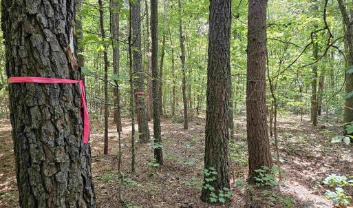 Photo #23 of TBD JAMES ANDERSON HWY, GLADSTONE, VA 100.8 acres
