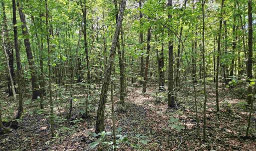 Photo #26 of TBD JAMES ANDERSON HWY, GLADSTONE, VA 100.8 acres