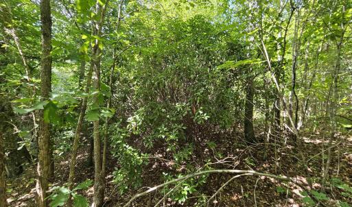 Photo #28 of TBD JAMES ANDERSON HWY, GLADSTONE, VA 100.8 acres