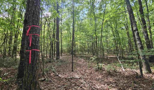 Photo #1 of TBD JAMES ANDERSON HWY, GLADSTONE, VA 100.8 acres