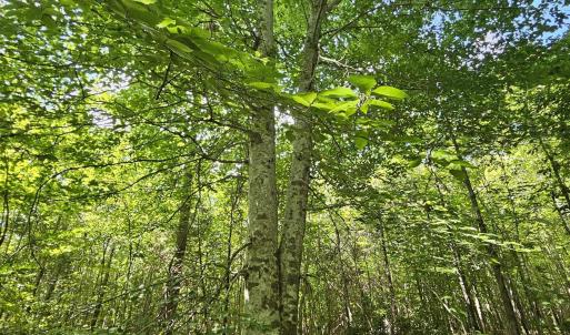 Photo #2 of TBD JAMES ANDERSON HWY, GLADSTONE, VA 100.8 acres
