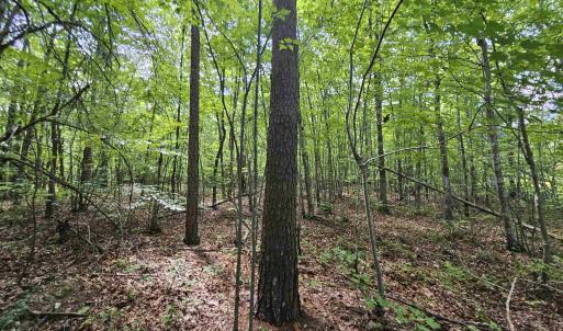 Photo #3 of TBD JAMES ANDERSON HWY, GLADSTONE, VA 100.8 acres