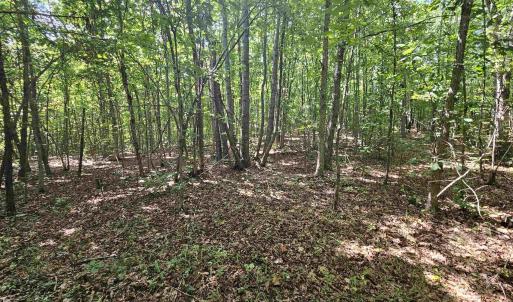 Photo #30 of TBD JAMES ANDERSON HWY, GLADSTONE, VA 100.8 acres