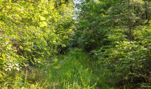 Photo #8 of Lot 1 STAG RD, BREMO BLUFF, VA 16.6 acres