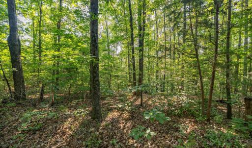 Photo #5 of Lot 1 STAG RD, BREMO BLUFF, VA 16.6 acres