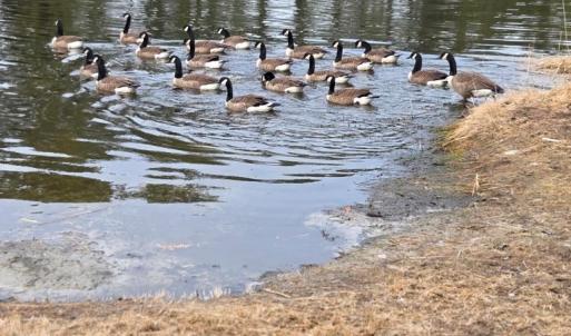 Photo #3 of LOT 205 HIBISCUS DR, CHINCOTEAGUE, VA 12.0 acres