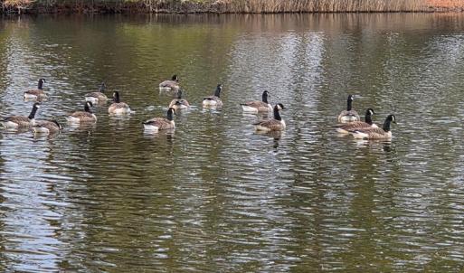 Photo #4 of LOT 205 HIBISCUS DR, CHINCOTEAGUE, VA 12.0 acres
