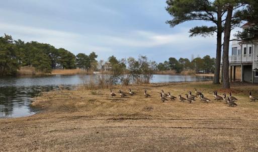 Photo #5 of LOT 205 HIBISCUS DR, CHINCOTEAGUE, VA 12.0 acres
