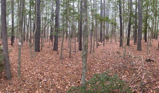 Photo #3 of lot 9 WISE POINT LN, ONANCOCK, VA 13.3 acres