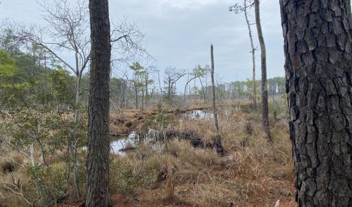 Photo #9 of lot 9 WISE POINT LN, ONANCOCK, VA 13.3 acres