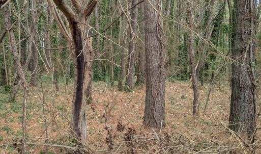 Photo #5 of Lot 23 CHESAWADOX DR, JAMESVILLE, VA 2.7 acres
