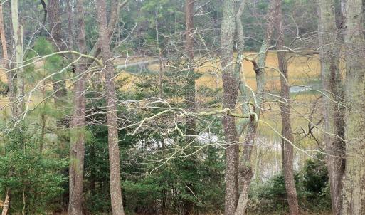 Photo #18 of 7472 SEASIDE RD, CAPE CHARLES, VA 25.1 acres
